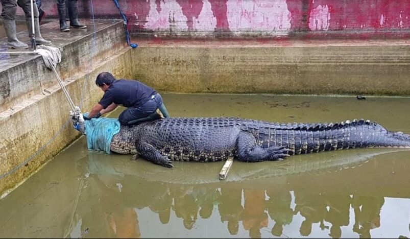 Woman Killed by Crocodile Attack in Indonesia